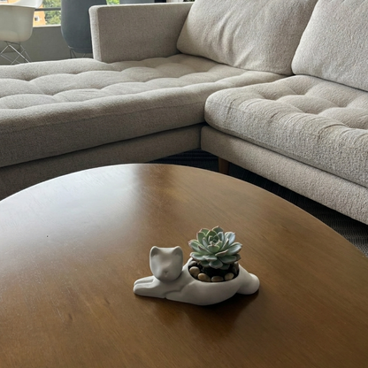 Gato Light Gray (grande) individual en mesa. Contexto.