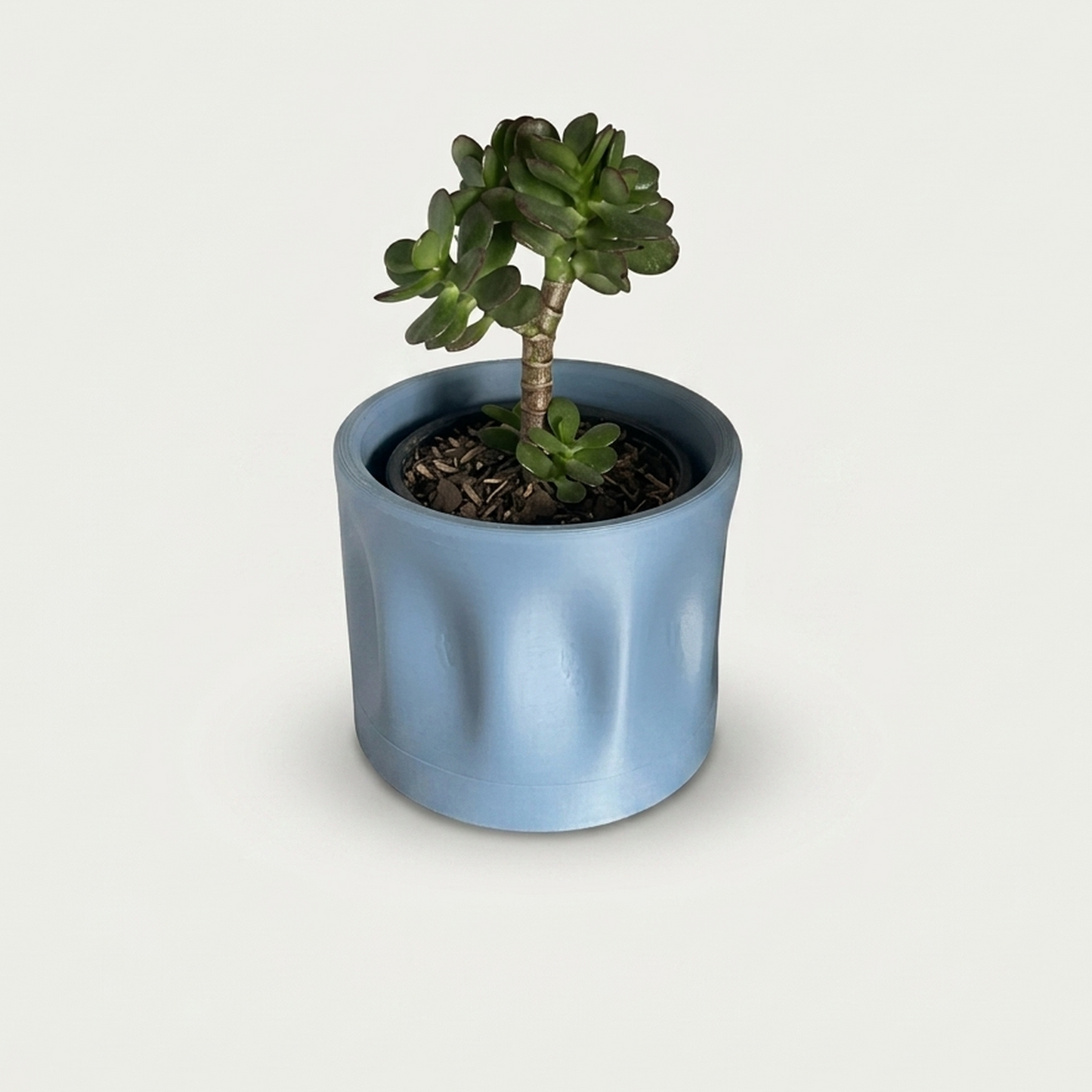 Maceta minimalista blue grey con planta jade (crassula) sobre repisa de madera oscura, vista frontal centrada, fondo de pared blanca