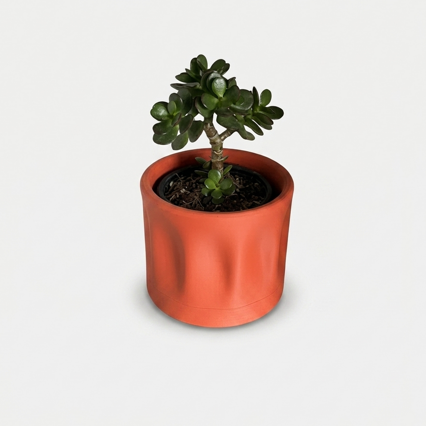 Maceta minimalista terracota con planta jade (crassula) sobre repisa de madera oscura, vista frontal centrada, fondo de pared blanca